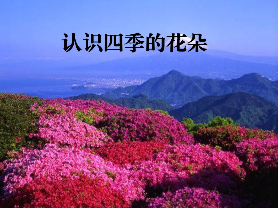 认识四季的花朵课件.ppt_第1页