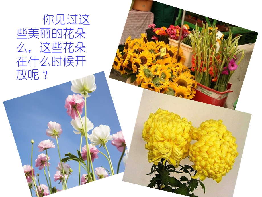 认识四季的花朵课件.ppt_第2页