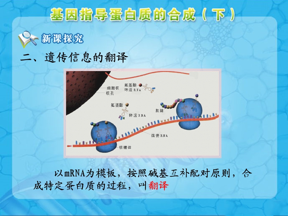 《基因指导蛋白质的合成》第二课时参考.ppt_第2页