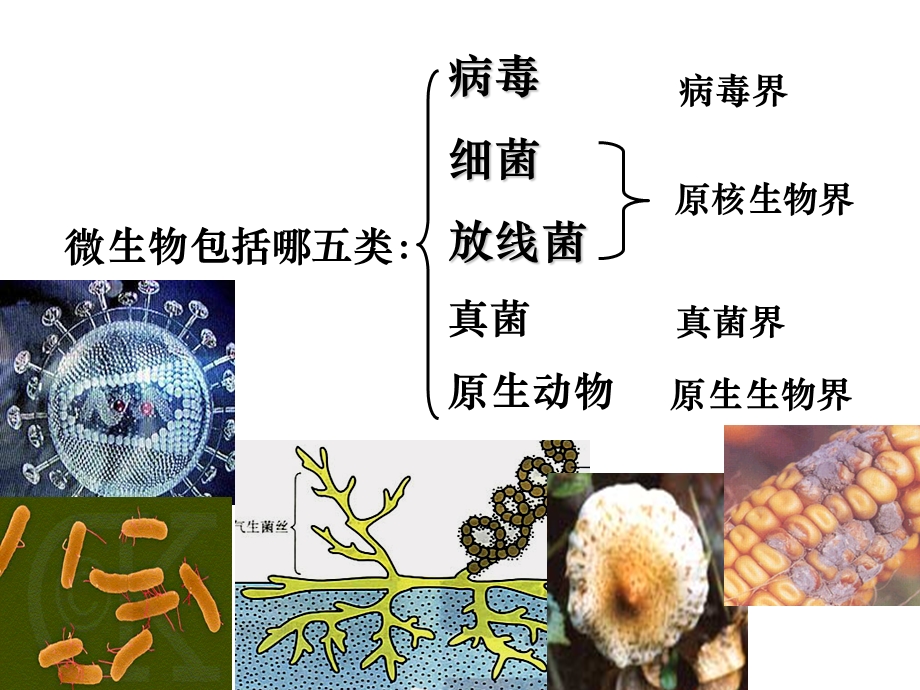 《微生物的实验室培养》.ppt_第2页