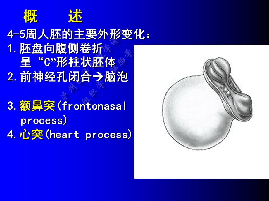 颜面、颈和四肢的发生-余.ppt_第2页