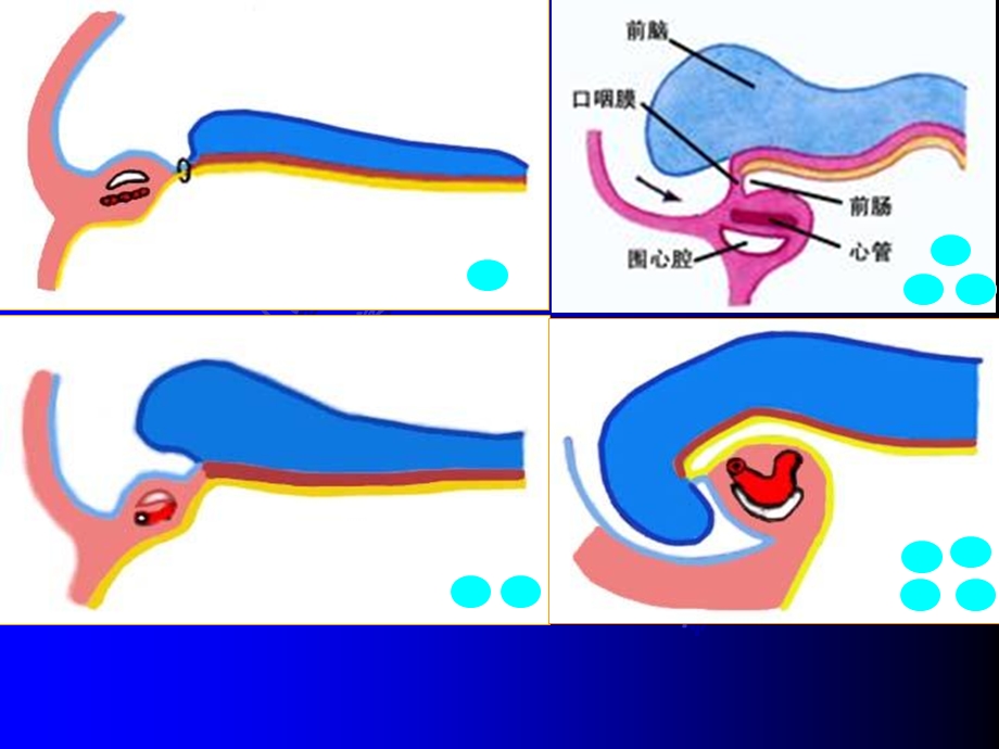 颜面、颈和四肢的发生-余.ppt_第3页