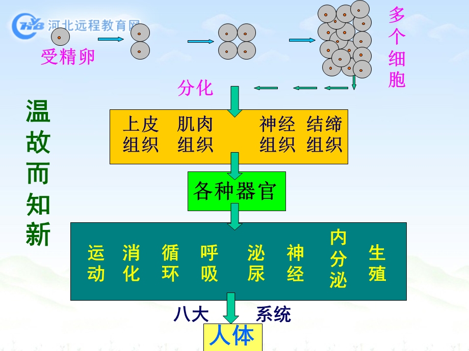 《植物体的结构层次PPT课件》.ppt_第2页