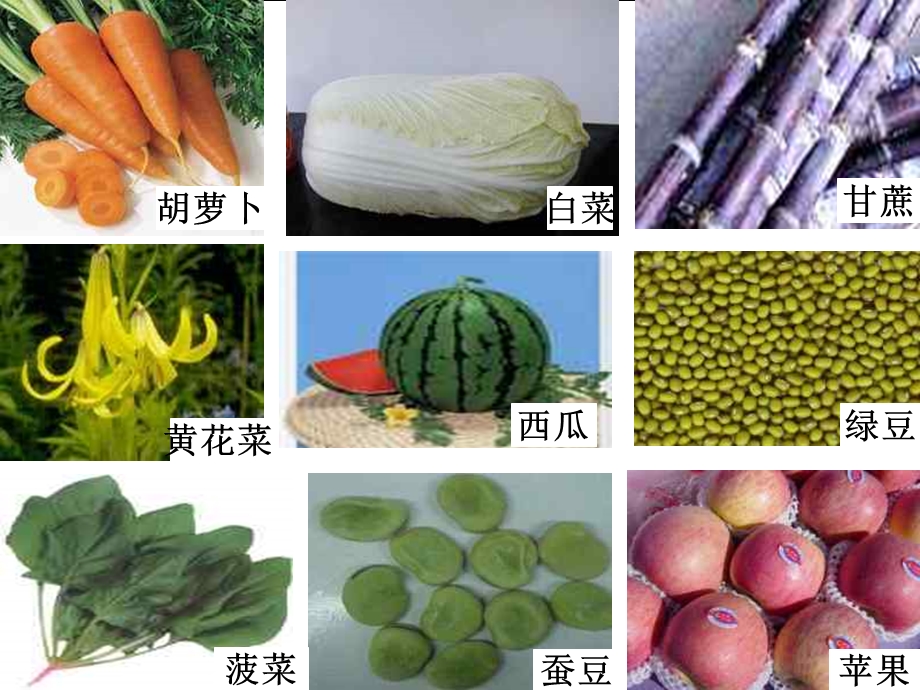 《植物体的结构层次PPT课件》.ppt_第3页