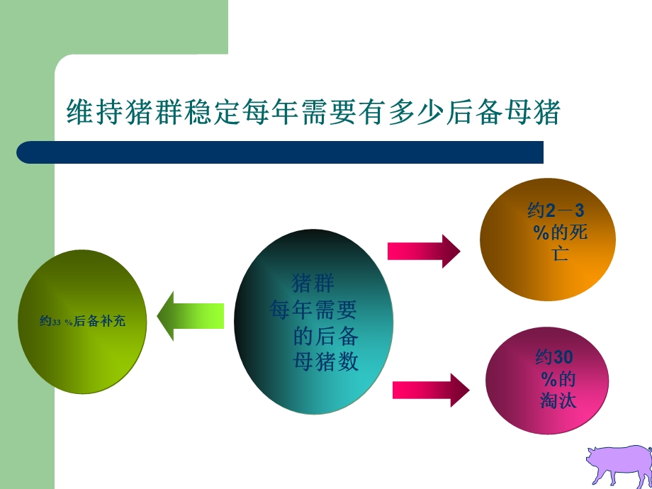 后备母猪的选择生产管理.ppt_第3页