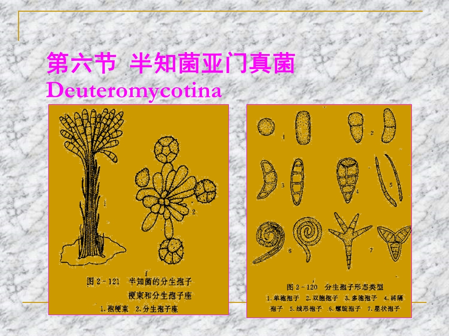 半知菌亚门真菌概述.ppt_第1页