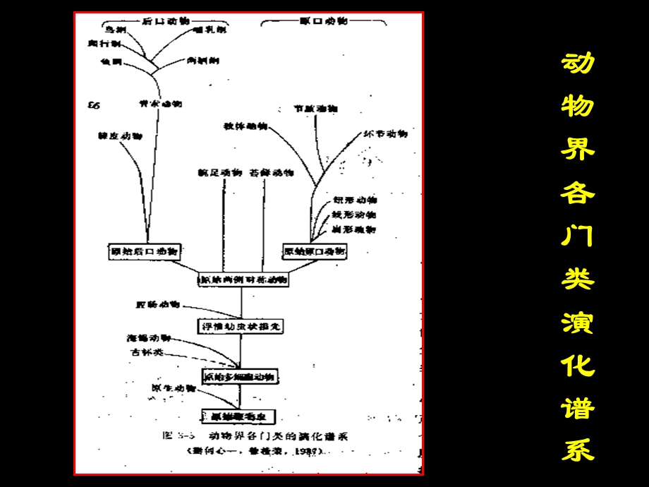 古生物的主要门类3软体动物.ppt_第2页