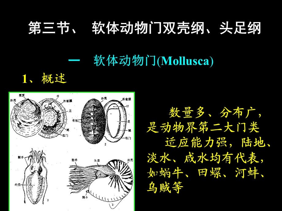 古生物的主要门类3软体动物.ppt_第3页