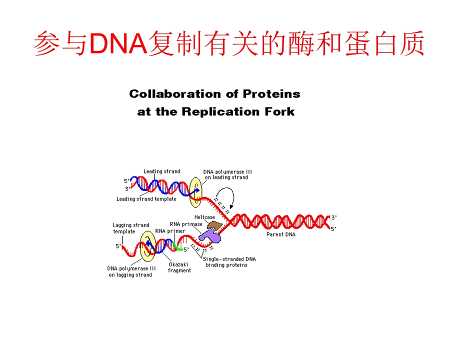 参与DNA复制有关的酶和蛋白质.ppt_第1页