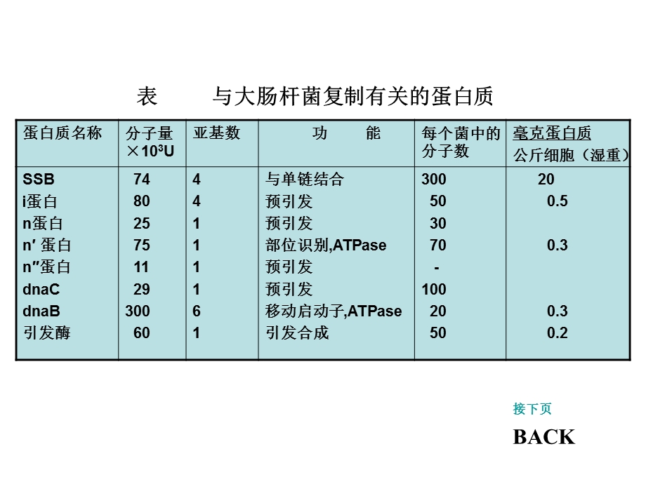 参与DNA复制有关的酶和蛋白质.ppt_第3页