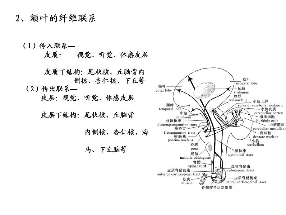 大脑额叶的功能概要.ppt_第3页