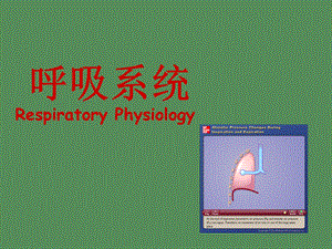 呼吸系统生理.ppt