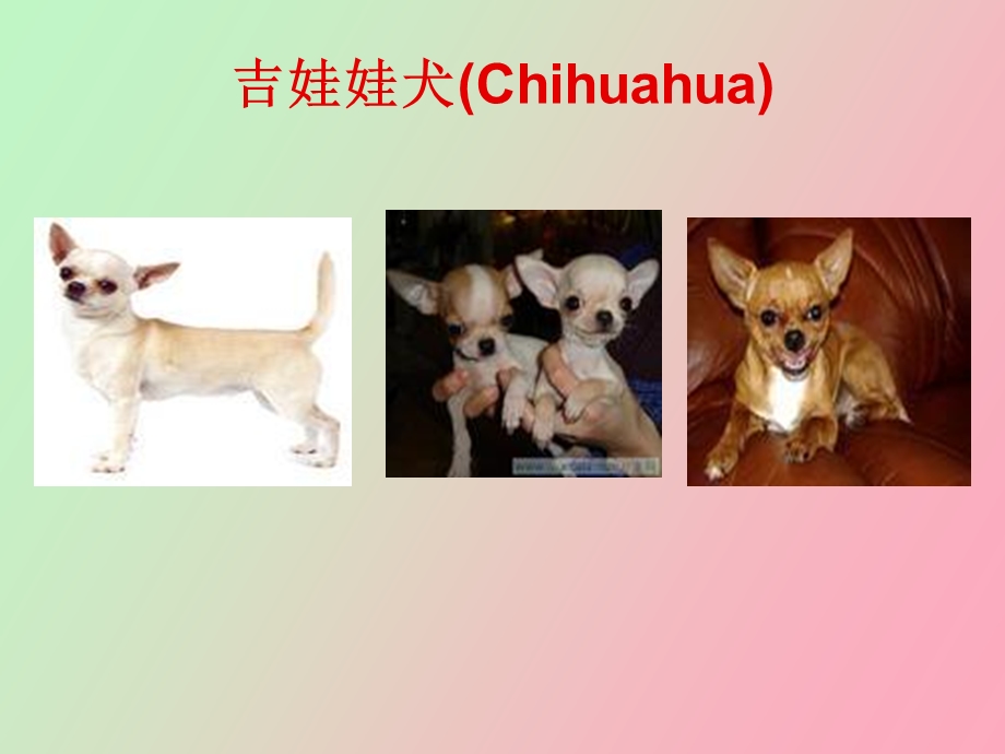 宠物犬的种类.ppt_第2页