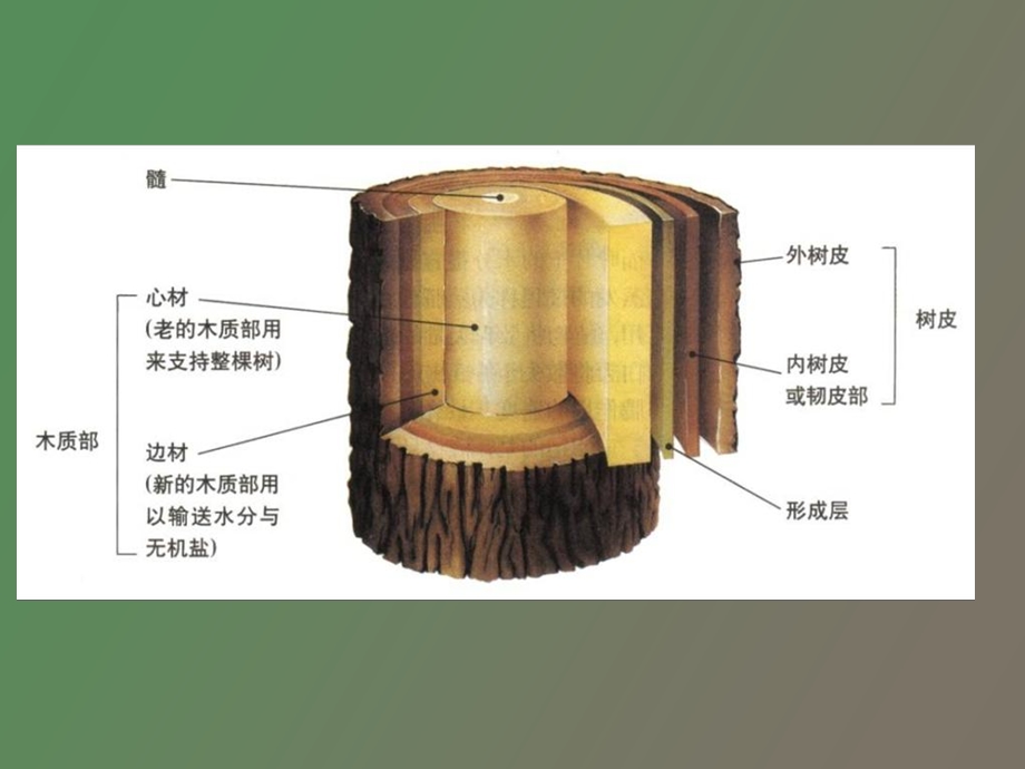 大树移栽知识.ppt_第3页