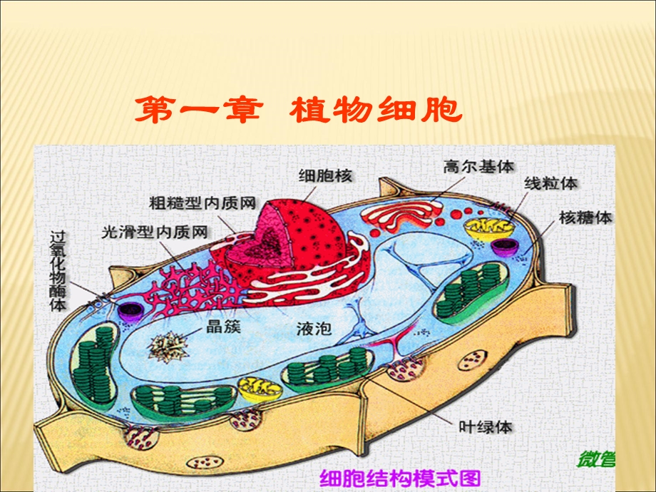 大学生植物学必看PPT.ppt_第1页