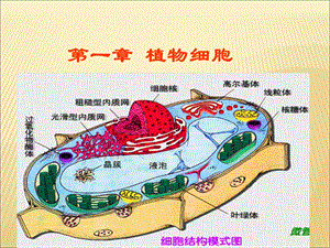 大学生植物学必看PPT.ppt