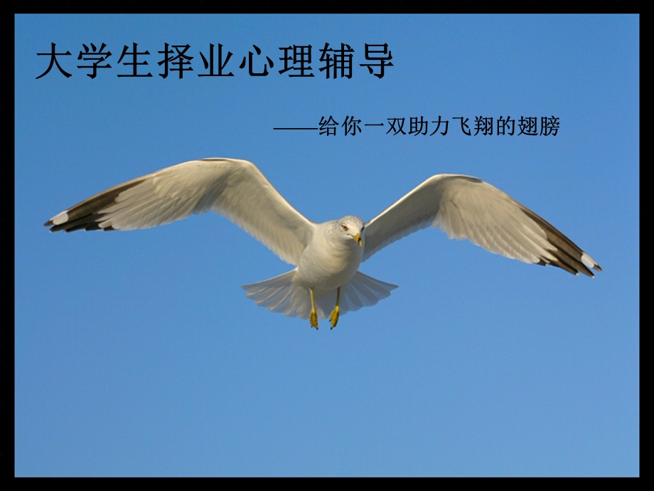 大学生择业心理辅导.ppt_第1页