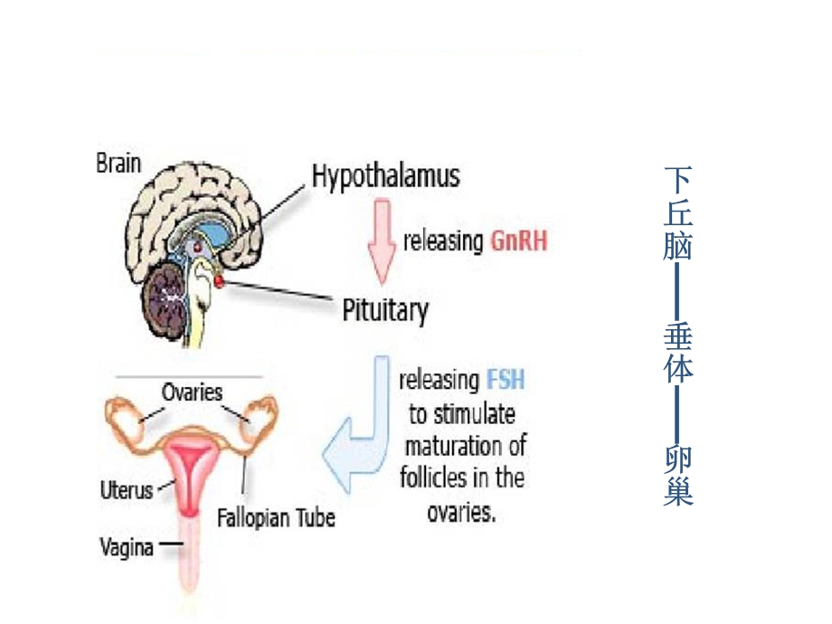 妇科内分泌的诊治.ppt_第2页