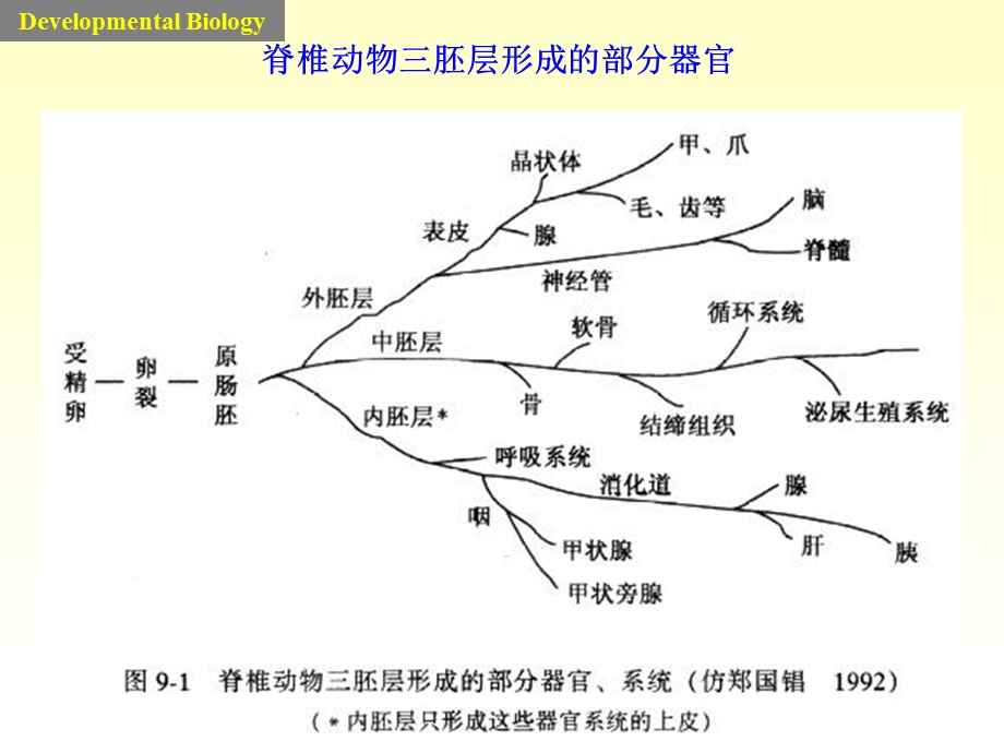 发育学课件5neuron三胚层-器官发生.ppt_第2页