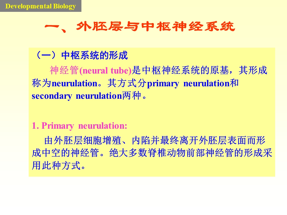 发育学课件5neuron三胚层-器官发生.ppt_第3页