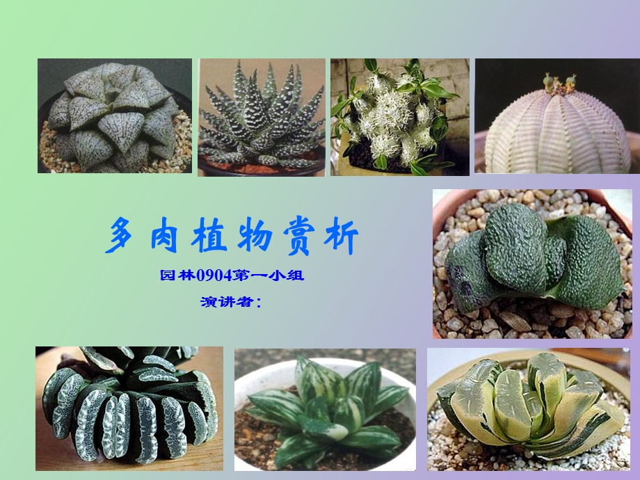 多肉植物赏析.ppt_第1页