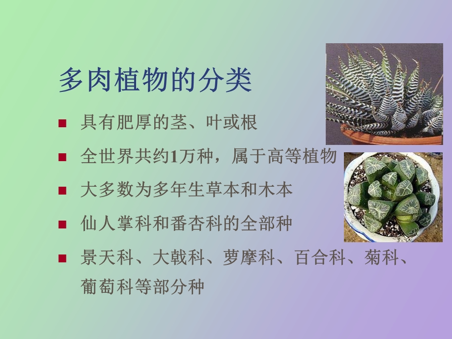 多肉植物赏析.ppt_第2页