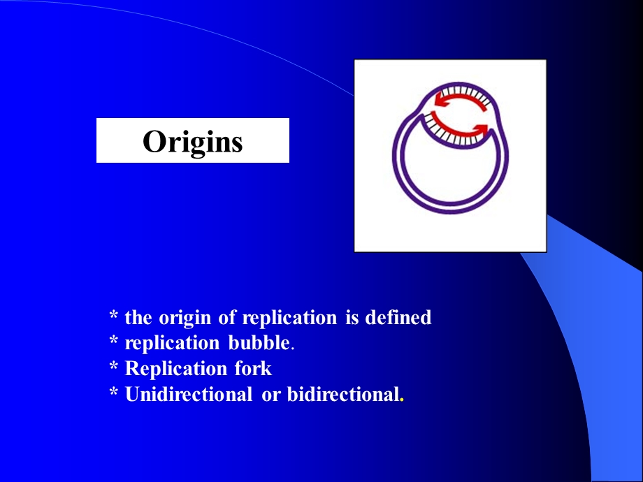 参与原核生物DNA复制的酶类和蛋白质.ppt_第3页