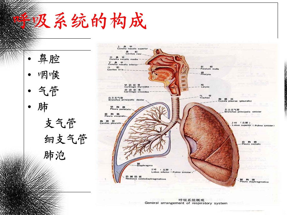 呼吸及体位排痰训练.ppt_第2页