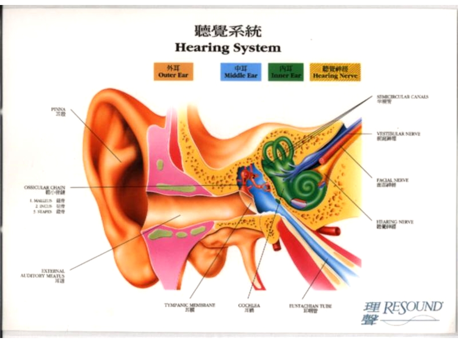 化脓性中耳炎及其并发症新.ppt_第2页