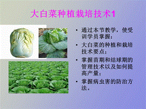 大白菜种植栽培技.ppt