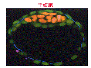 发育生物学-干细胞.ppt