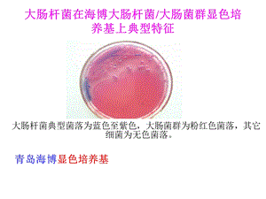 大肠杆菌在海博大肠杆菌大肠菌群显色培养基-关重点.ppt