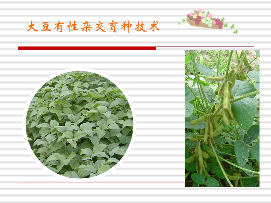 大豆杂交育种技术.ppt_第1页