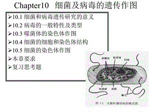 川农大遗传学自学课件第10章.ppt