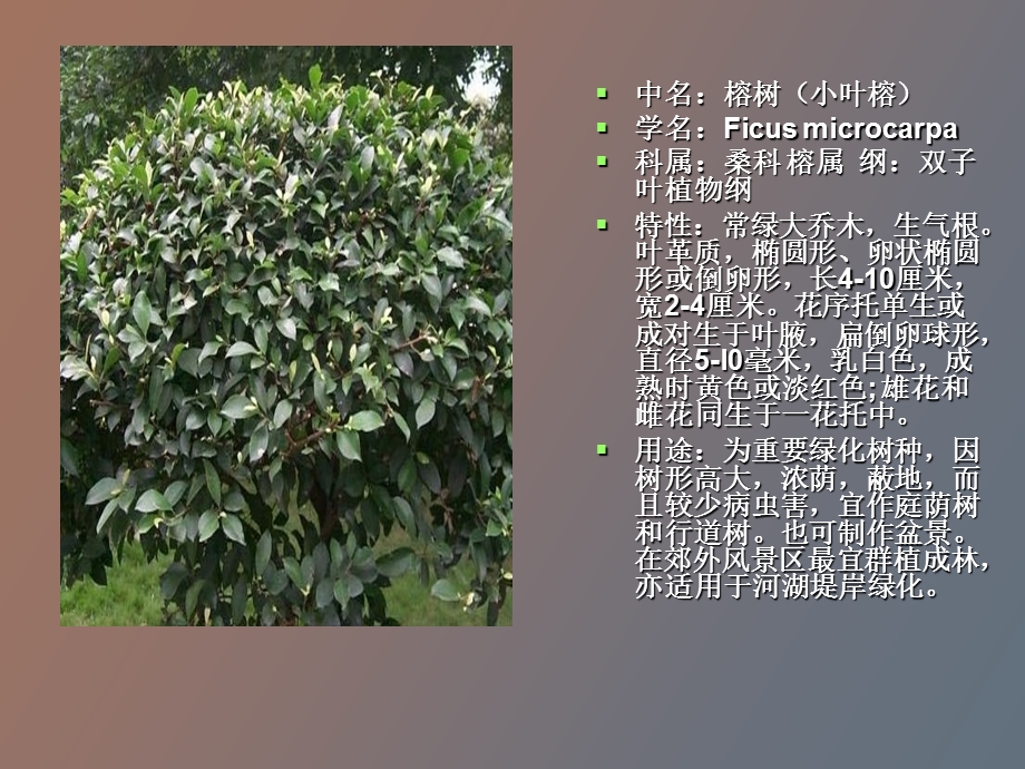 常见学校植物.ppt_第2页