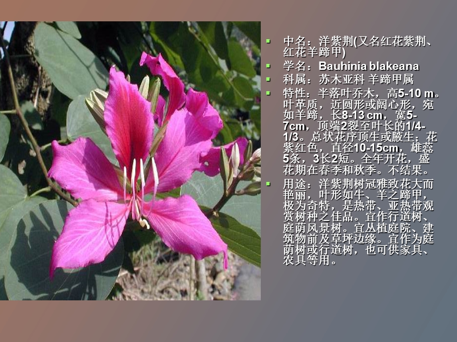 常见学校植物.ppt_第3页