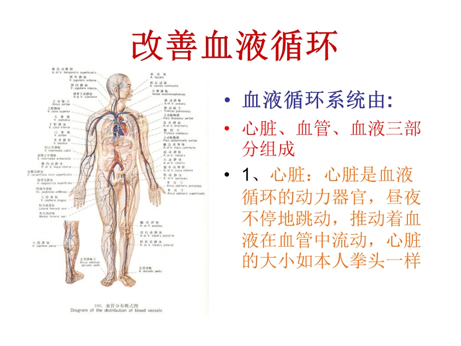 改善血液和淋巴液循环.ppt_第2页