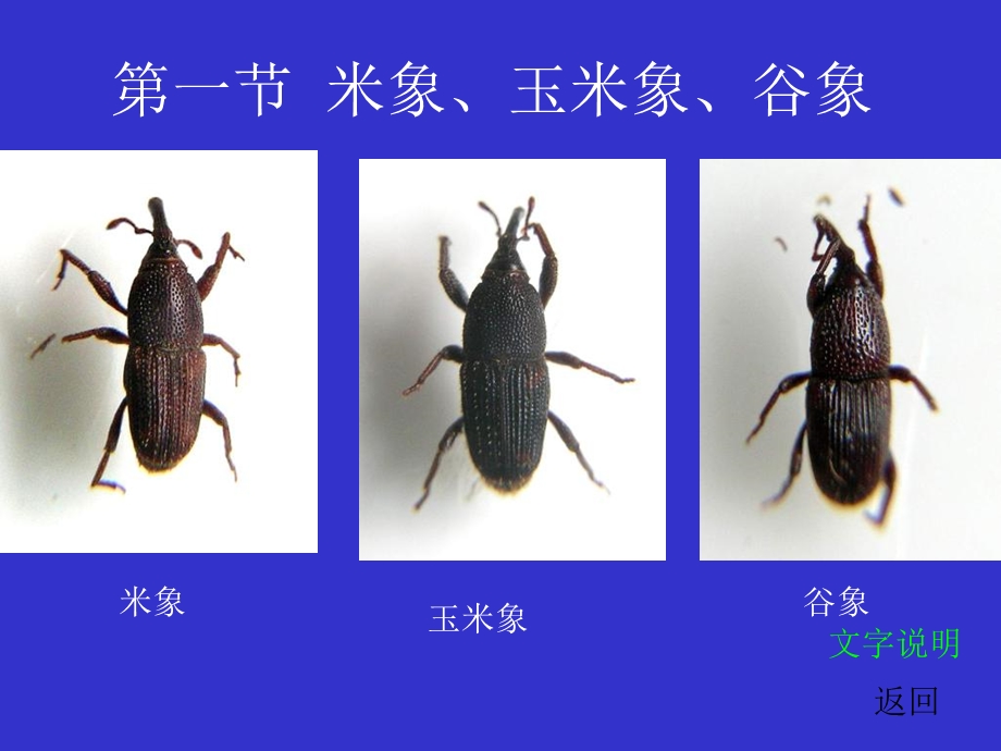 常见储藏物害虫识别.ppt_第3页