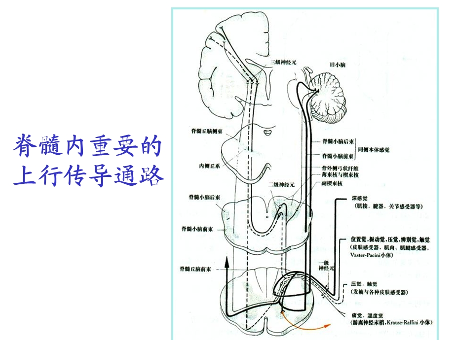 常见神经系统疾病定位诊断病例分析.ppt_第2页