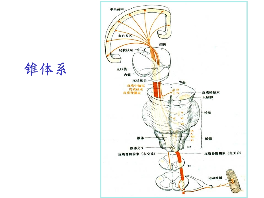 常见神经系统疾病定位诊断病例分析.ppt_第3页