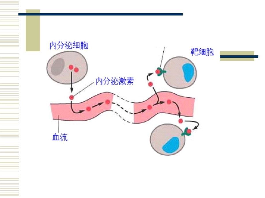 各种激素的化学本质.ppt_第3页