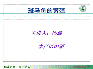 斑马鱼的繁殖.ppt