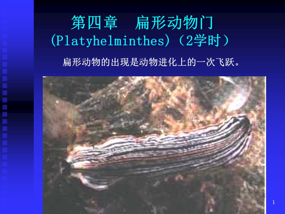 扁形动物门Platyhelminthes2学时.ppt_第1页