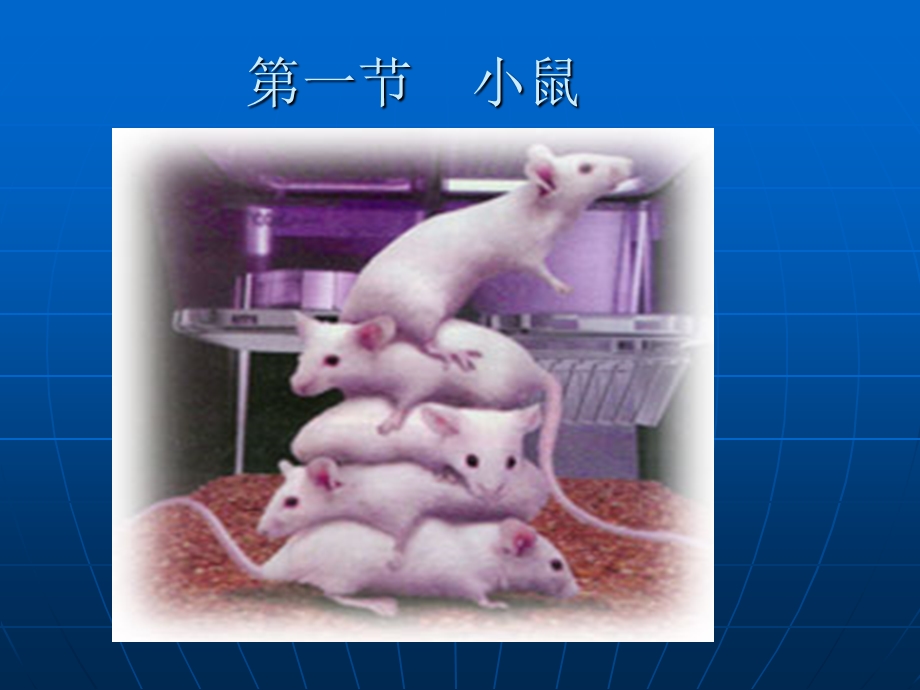 常用实验动物的生物学特点及应.ppt_第2页