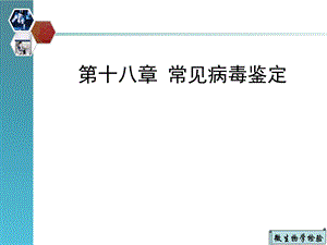 常见病毒鉴定.ppt