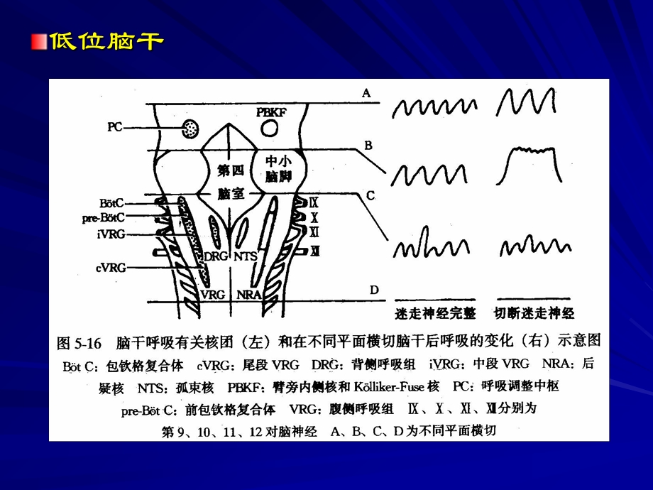 呼吸运动的调部分教学.ppt_第2页