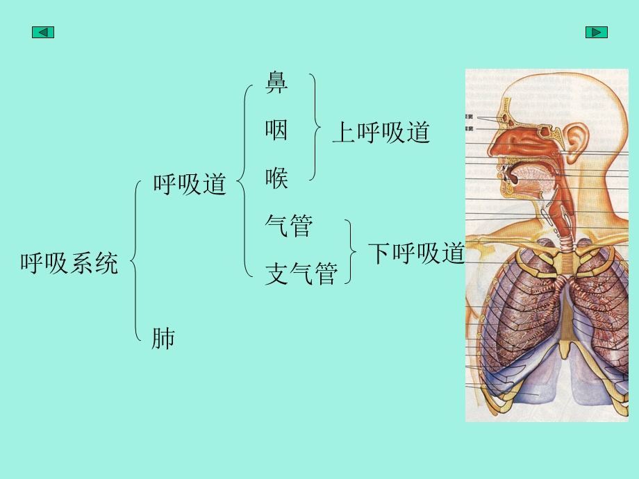 呼吸泌尿系统.ppt_第2页