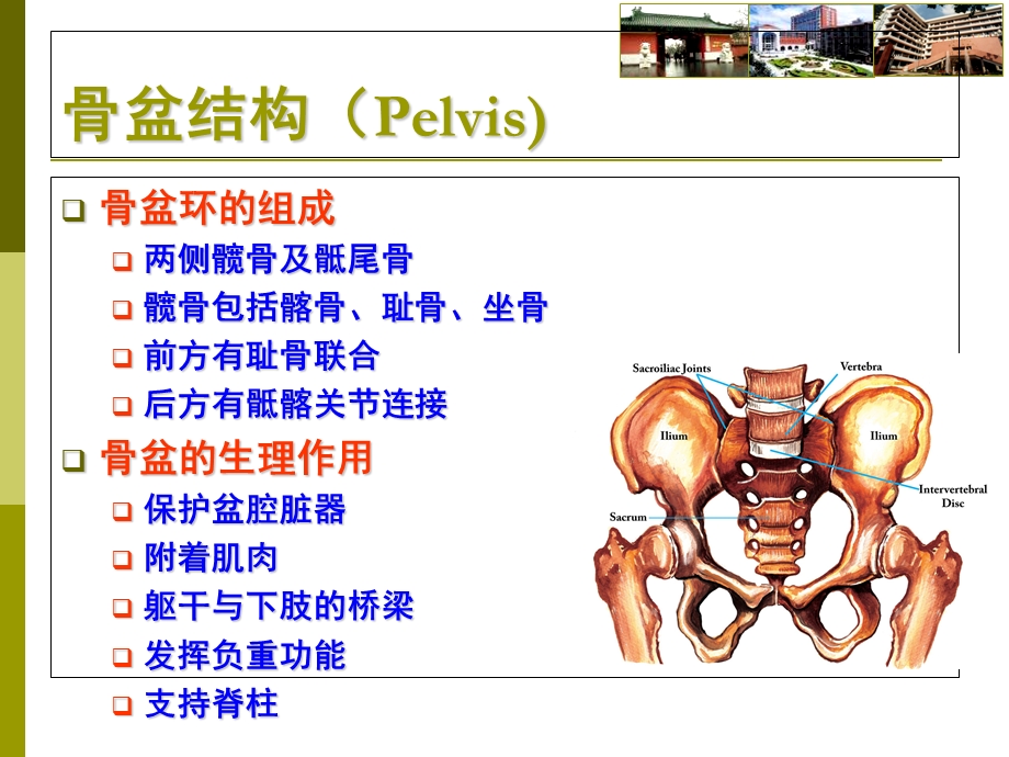 本科生教学-骨盆骨折.ppt_第2页