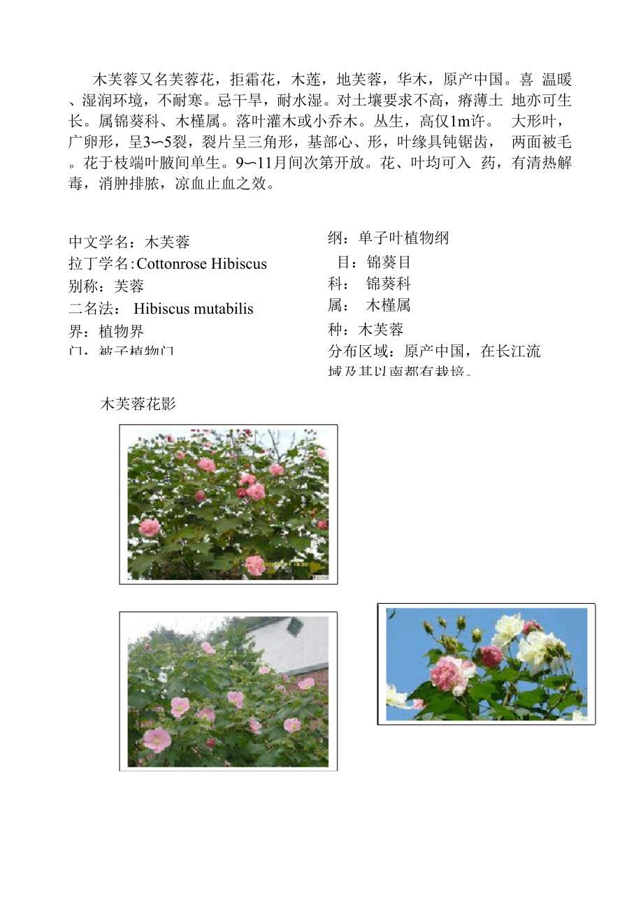 木芙蓉又名芙蓉花.docx_第1页