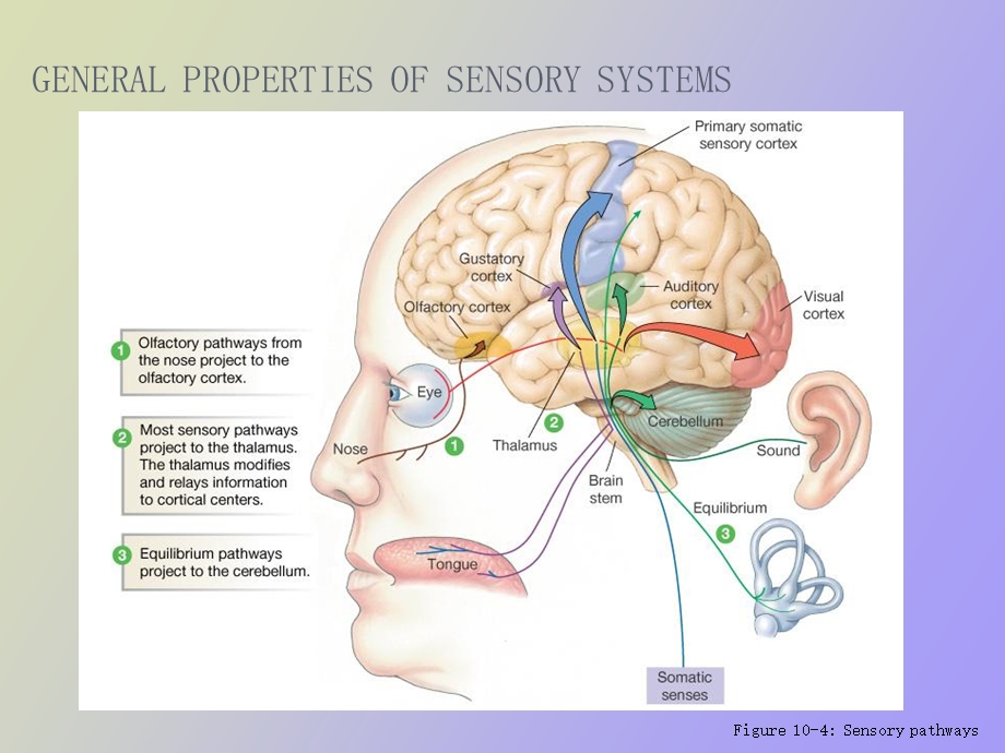 感觉系统症状.ppt_第2页